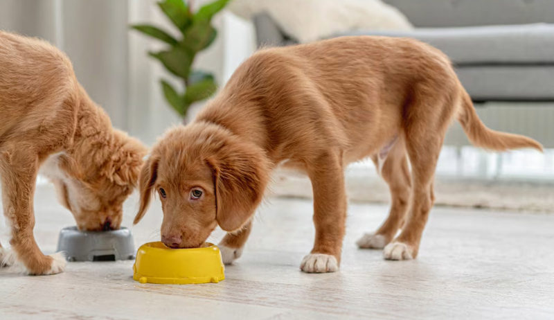 Best Dog food brand in India