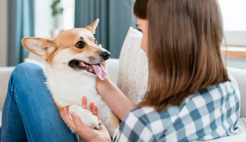 Taking care of your dog