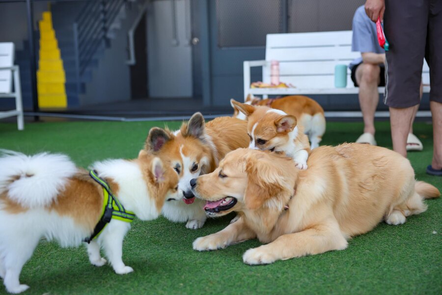dogs daycare
