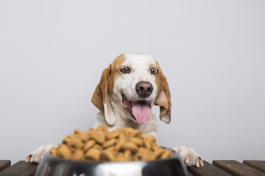 Homemade vs. Commercial Dog Food
