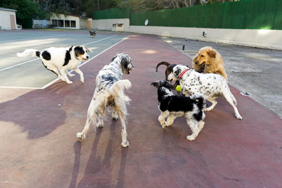 dogs-playing-in-group