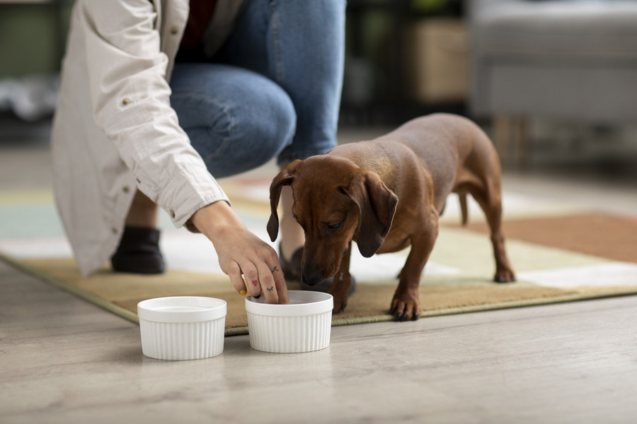 dachshund-eating-pick the best Dog Food for your Pet!