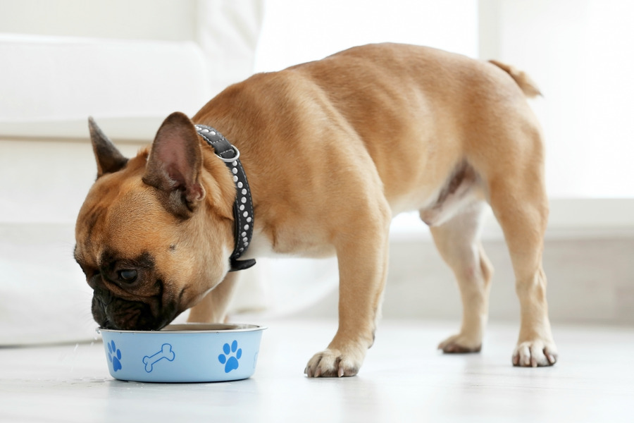 Healthy, Happy Dogs start with this Natural Dog Food Secret!