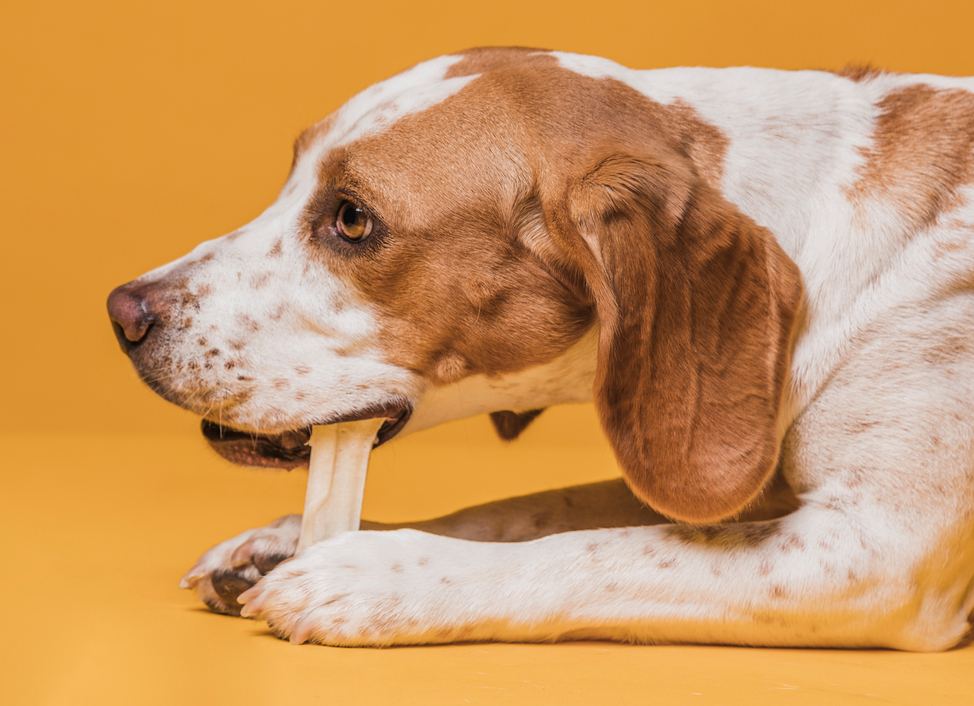 Pet Dog chewing on bone, benefitting dog's dental health