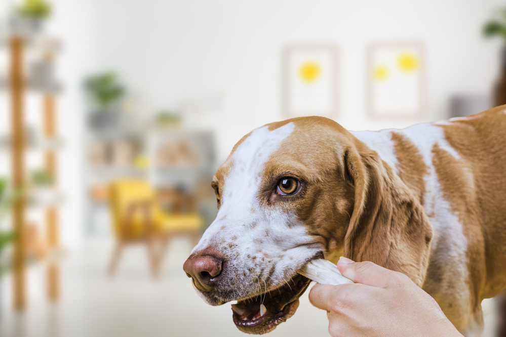 Safe-Long-Lasting-Natural-bone-Dog-Chews-in Bangalore