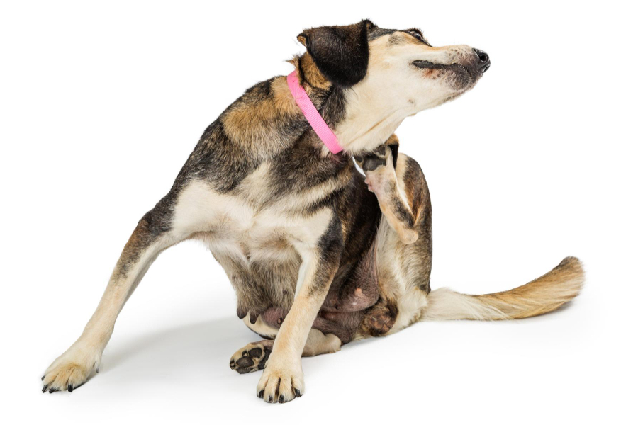 Allergies and Sensitivities How Natural Pet Food can Help