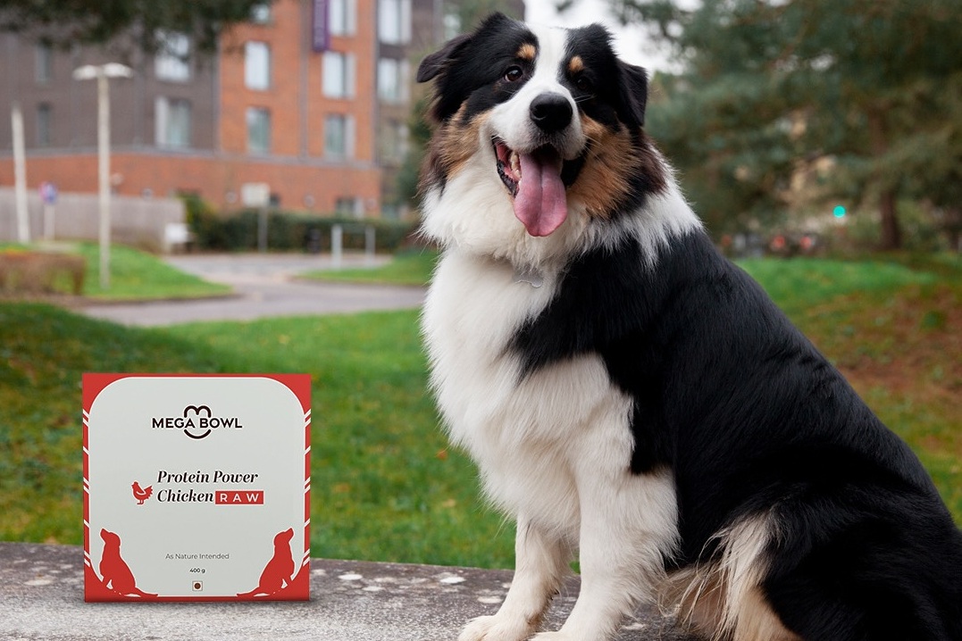 Natural Pet Food can transform your Dog’s energy levels