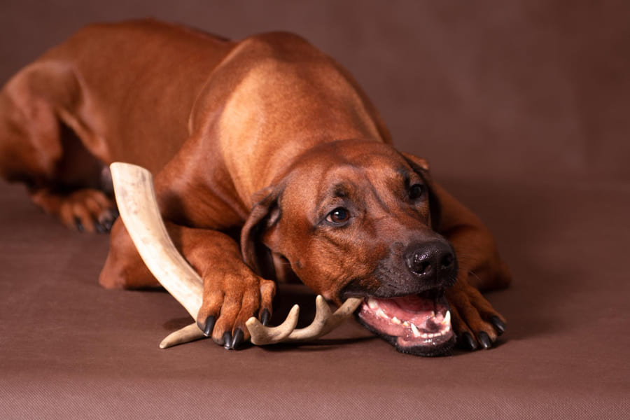 Bone Marrow Chews vs. Raw Bones for dogs - Which is healthier
