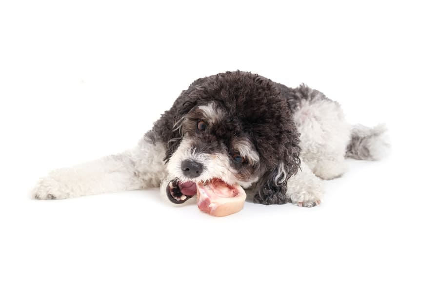 Difference between Bone Marrow Chews for Large vs. Small Breeds