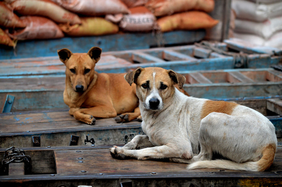 The Indian street dog - Ancestral Dog Diet: A Return to Natural Feeding