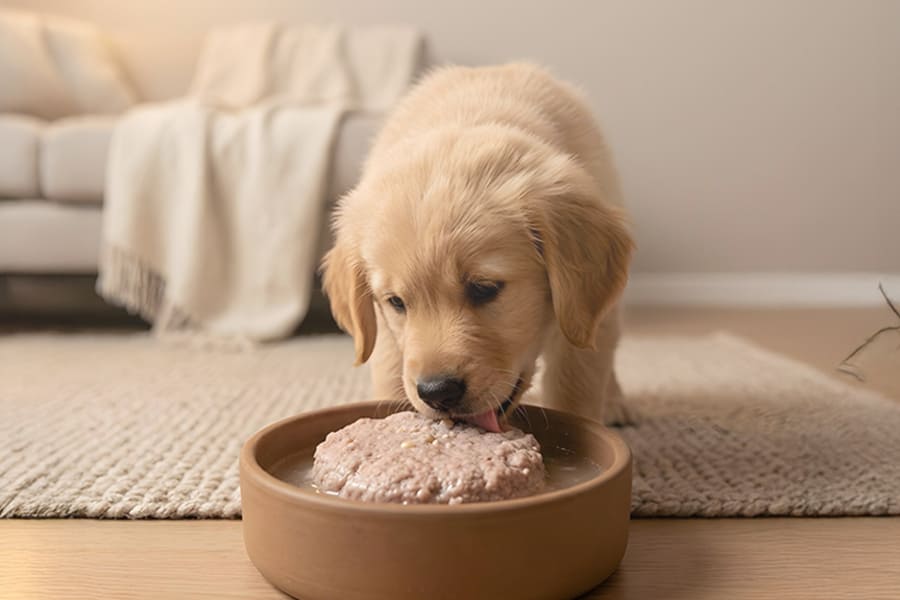 How to Switch your Dog to a Native Diet without the drama