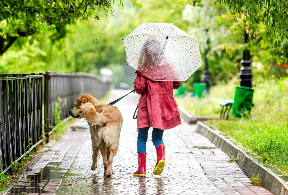 What your Pet really needs this Monsoon